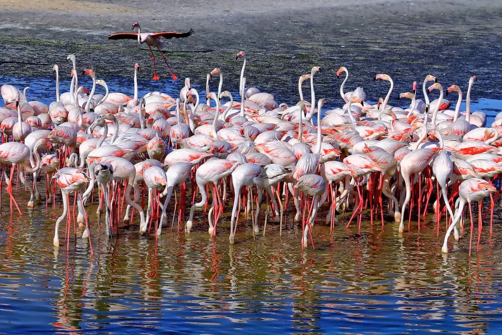 Flock of flamingos wading in the Ras Al Khor Wildlife Sanctuary beside Dubai Creek Harbour