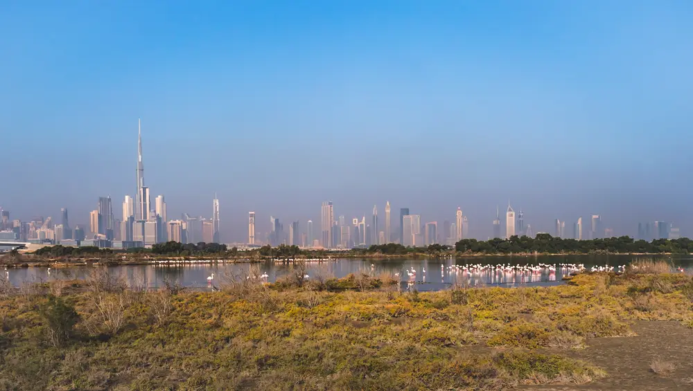Ras Al Khor wetlands with flamingos and the Dubai skyline rising behind the sanctuary